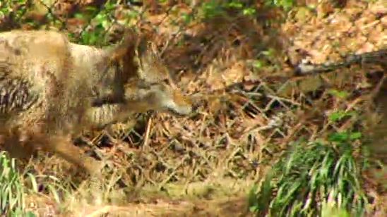 Wild Red Wolf Population is Declining