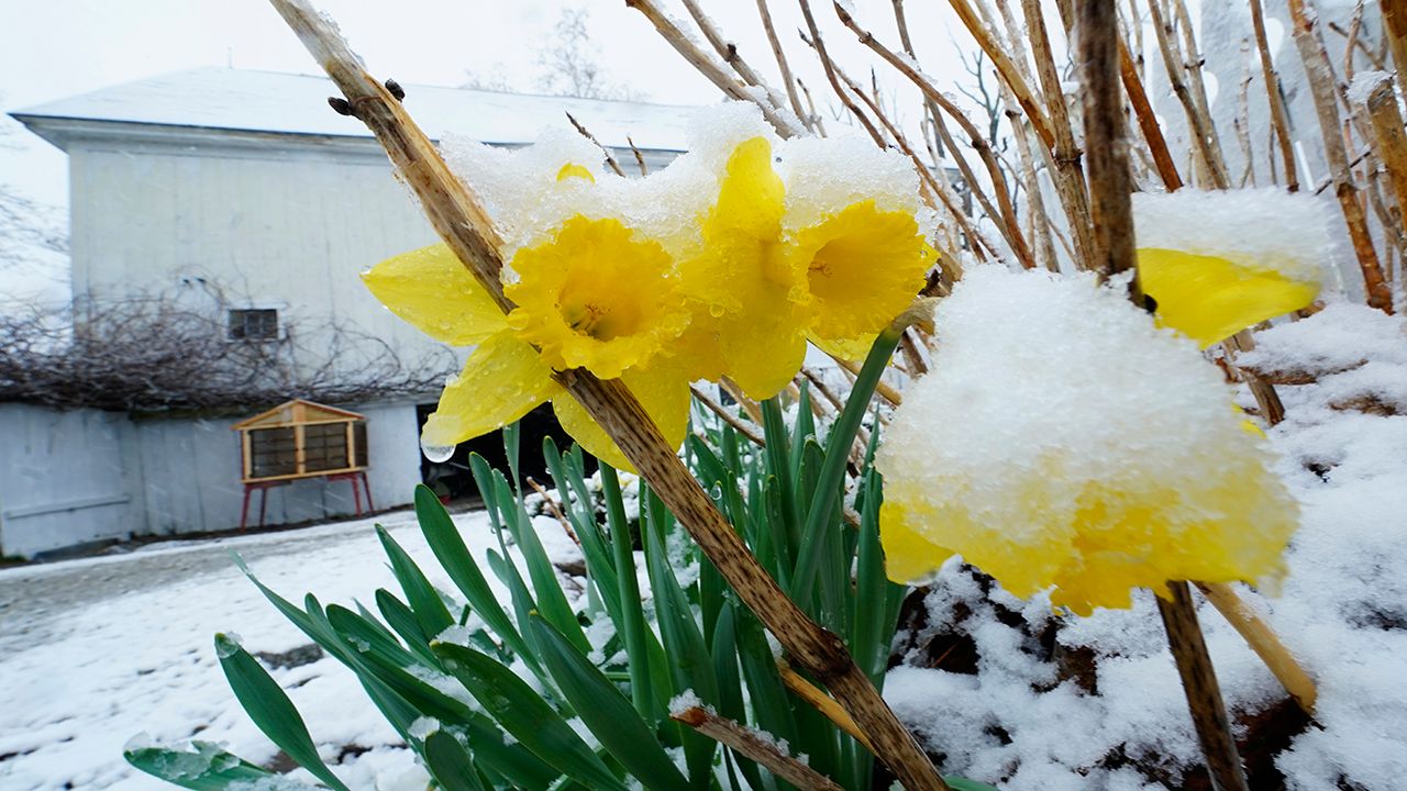 Spring snow