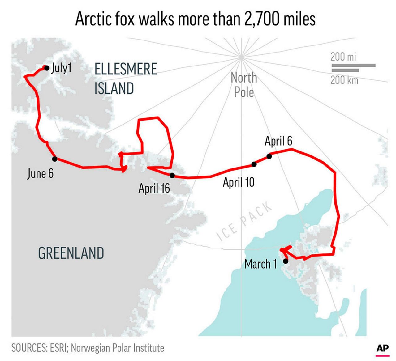 Arctic fox walks more than 2,700 miles from Norway to Canada