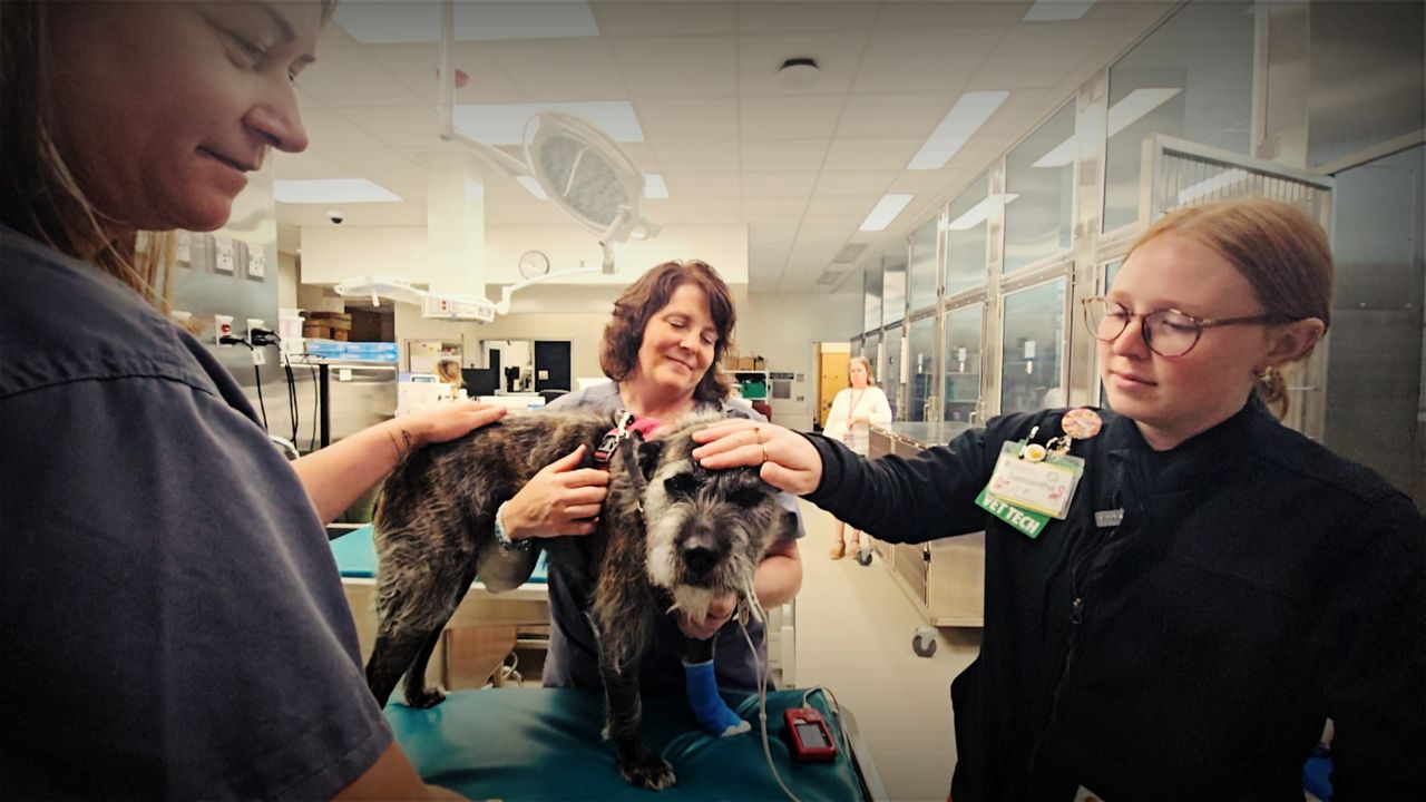UW Veterinary Care is actively hiring vet techs and staff for emergency and critical care, especially for nights and weekends.