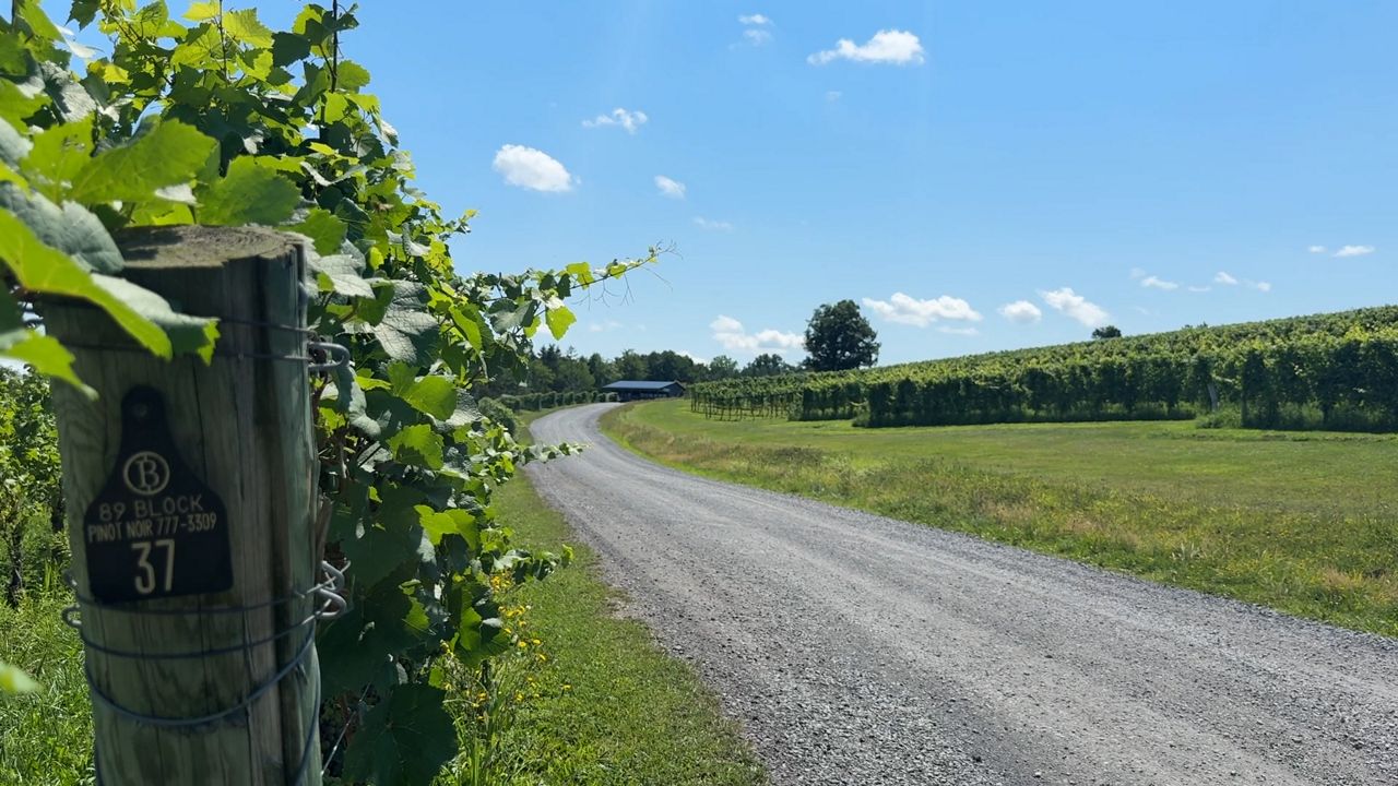 New York state wineries facing threat from spotted lanternfly