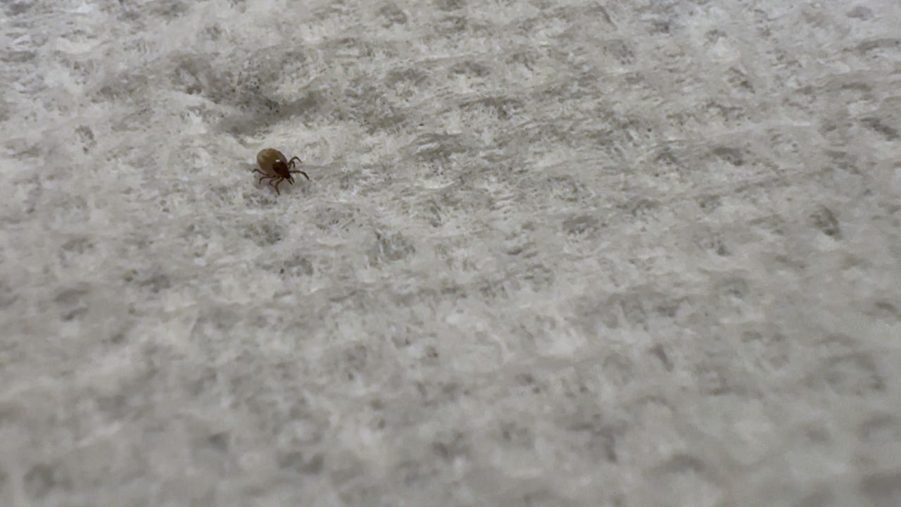 photo close up of a tick crawling