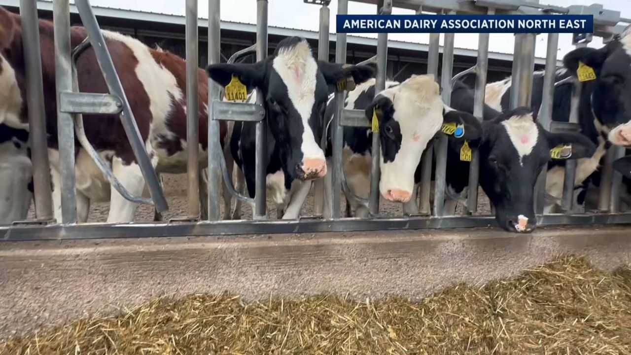 Leftovers from apple growers helping feed cows across NY