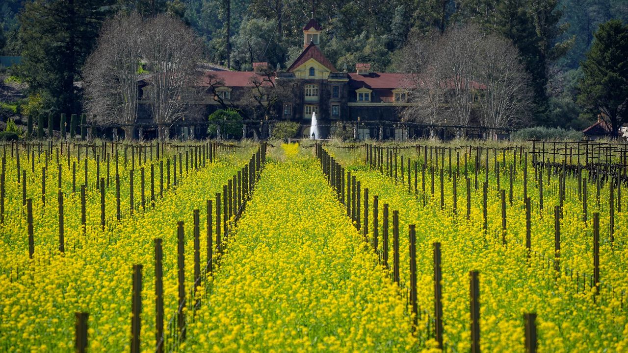 Mustard fills a vineyard in front of the historic Inglenook winery in Rutherford, Calif., Wednesday, Feb. 28, 2024. (AP Photo/Eric Risberg)