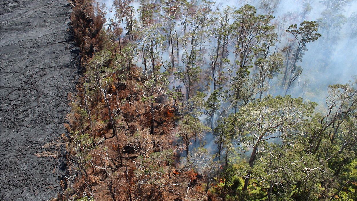 An area of forest continues to burn in a remote area on the south rim of Nāpau Crater following the recent eruption on Kīlauea’s middle East Rift Zone, within Hawai‘i Volcanoes National Park. Beginning around 4 p.m. HST on October 6, a smoke plume from the burning vegetation became visible in HVO webcam imagery, and intermittent incandescence was seen overnight. There were no indications of renewed eruptive activity from geophysical monitoring signals. On October 7, 2024, an overflight confirmed that the smoke and glow were due to a forest fire. (USGS photo/L. DeSmither)