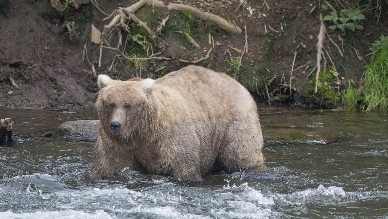 In this photo provided by the National Park Service is Grazer, the winner of the 2023 Fat Bear Contest, at Katmai National Park, Alaska, on Sept. 14, 2023. (F. Jimenez/National Park Service via AP, File)