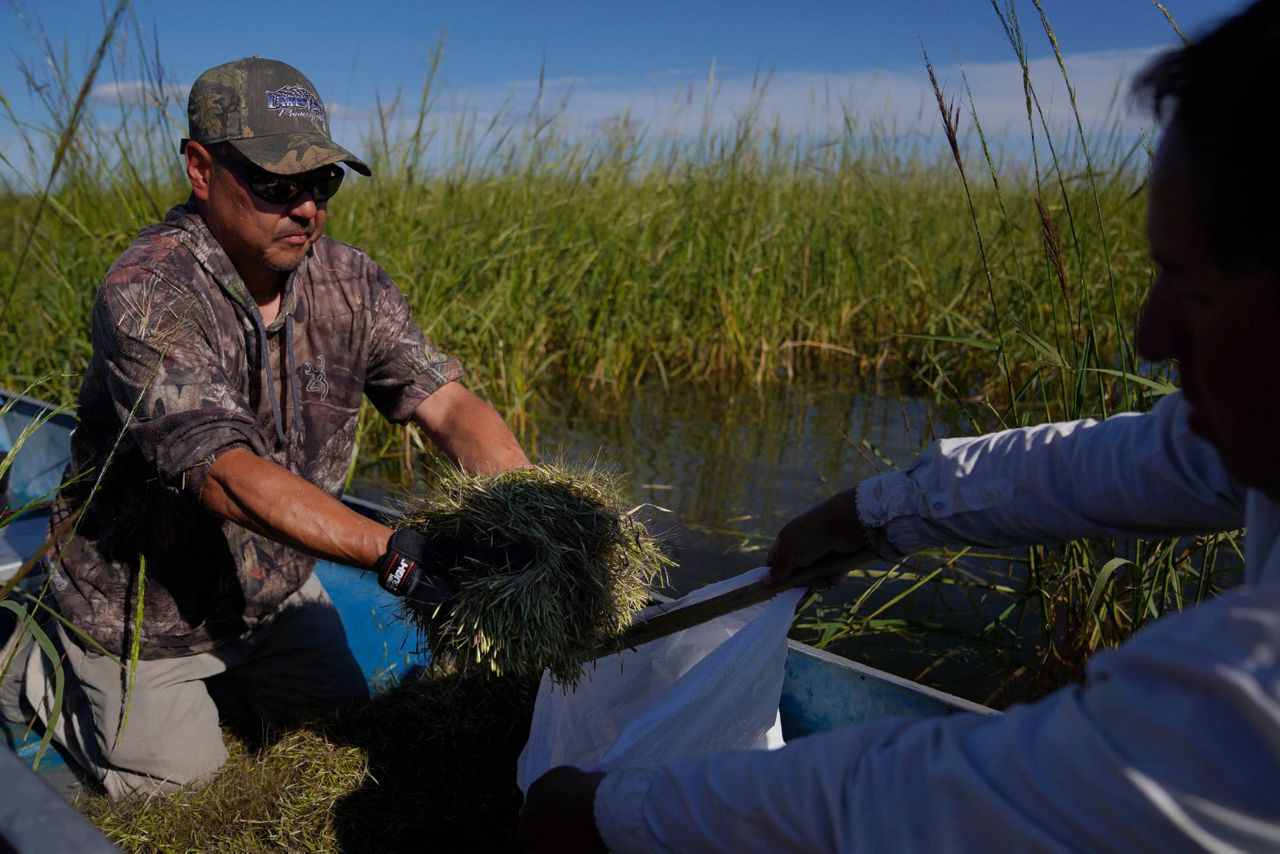 Ojibwe wild rice harvesting rights