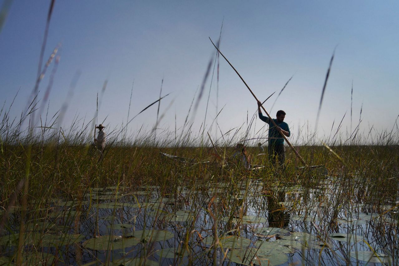 Minnesota Ojibwe harvest sacred, climateimperiled wild rice