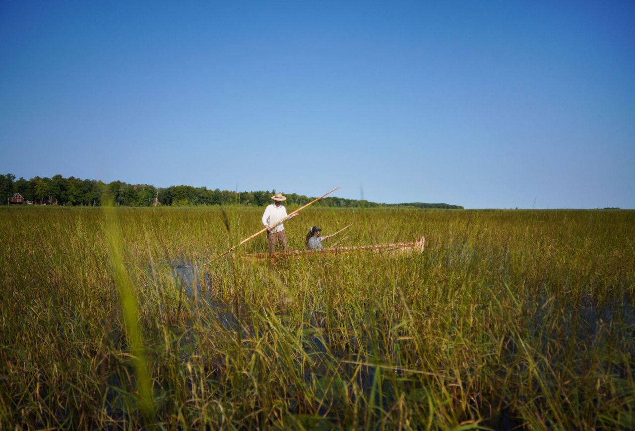 Minnesota Ojibwe harvest sacred, climateimperiled wild rice