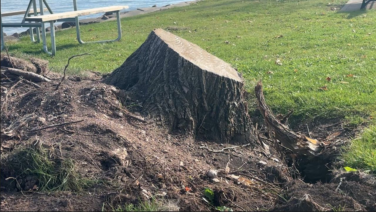 Neenah tree replacement effort expected to take years