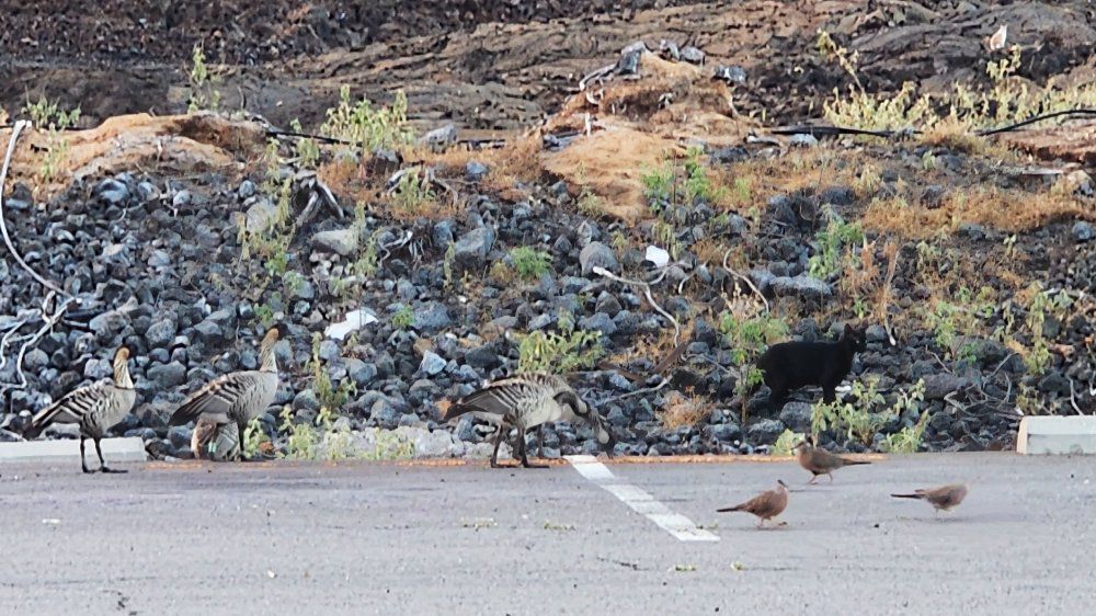 The Department of Land and Natural Resources hopes island landowners and residents will embrace the message behind the new flyers that “Protecting Hawaiian species is our shared kuleana," which translates to no feeding of feral cats. (Photo courtesy DLNR)