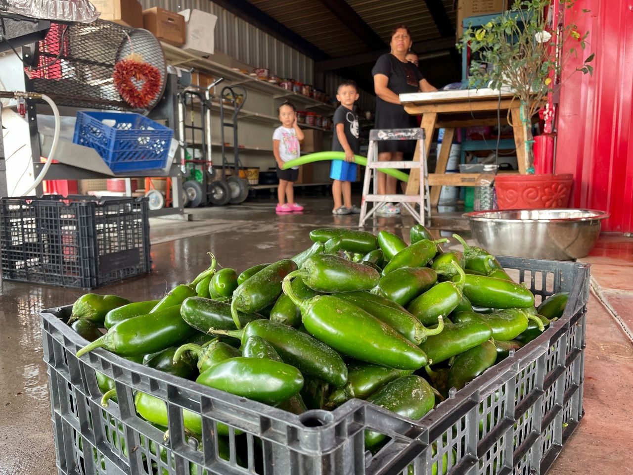 Nuevo México aumenta producción de chile