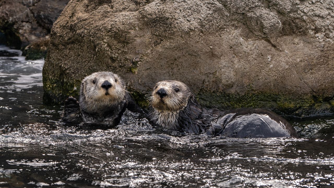 Pumpkin and Clover were rescued as pups off the coast of California and were :deemed non-releasable." (Wildlife Conservation Society)