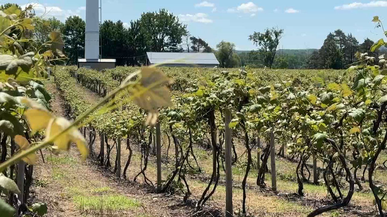 New York grape farmers to receive assistance after April freeze