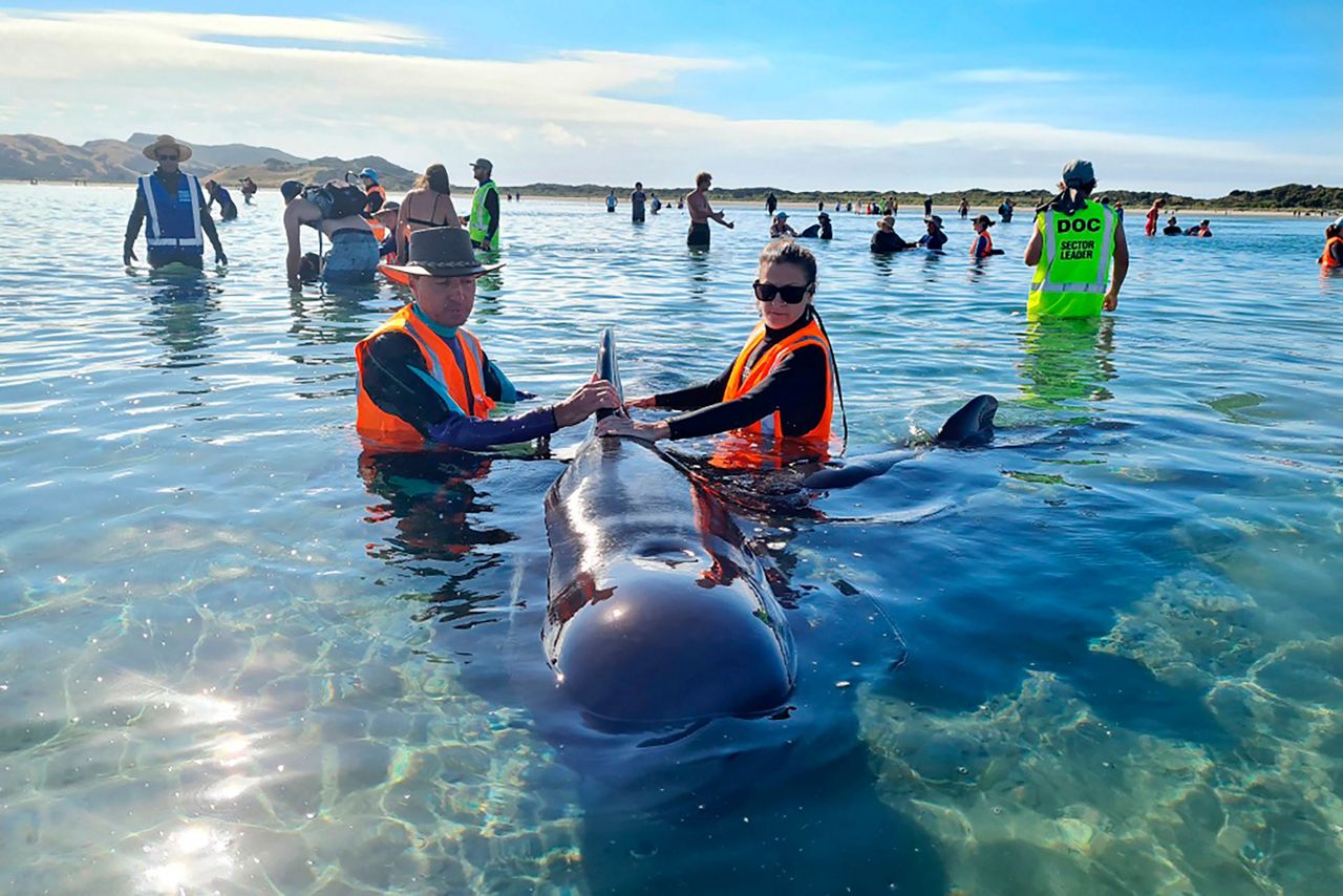 Whale Rescue