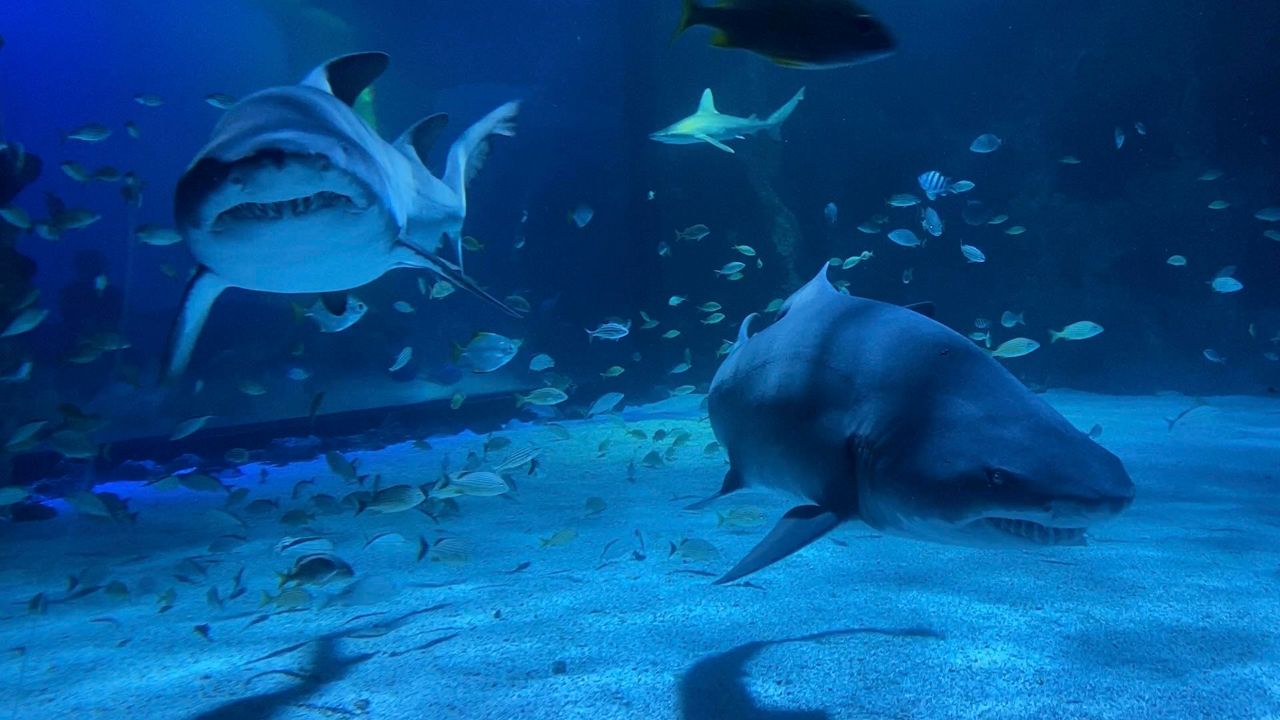 Newport Aquarium adds new sharks; continuing mission to preserve shark populations