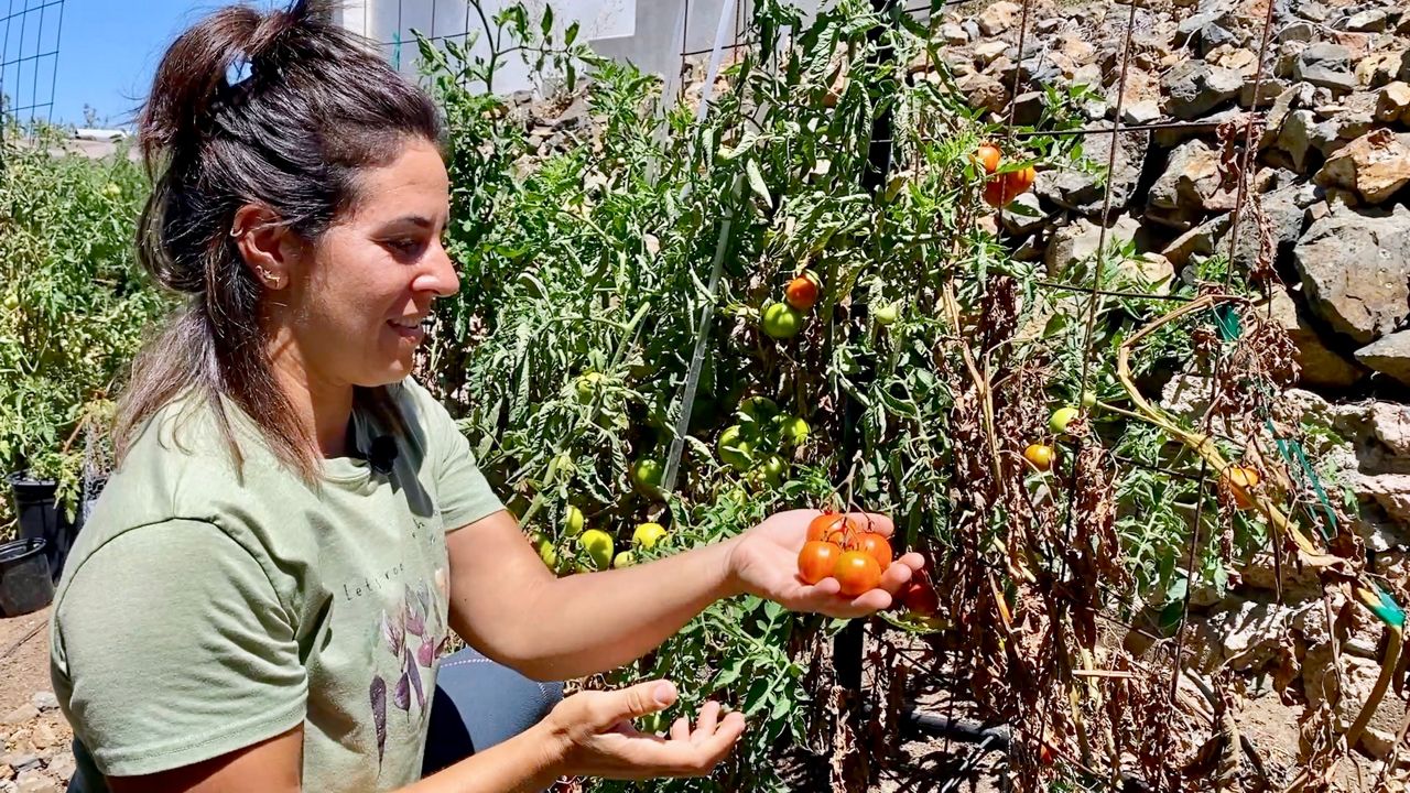 Amid tomato tariffs, garden guru en­courages people to grow their own produce