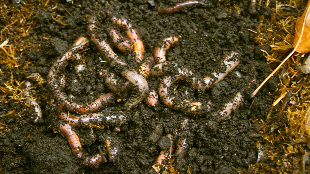 Don't squirm about finding best worms