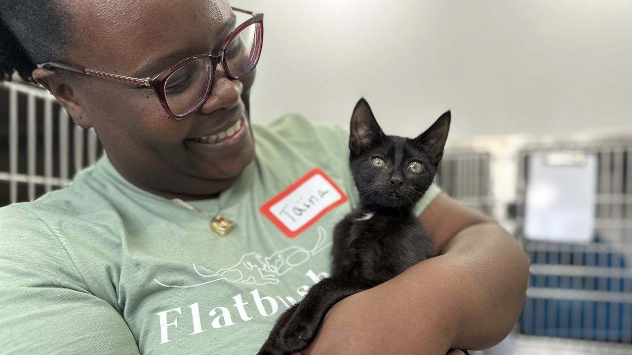 New veterinary clinic in Brooklyn seeks to tackle cat overpopulation in NYC