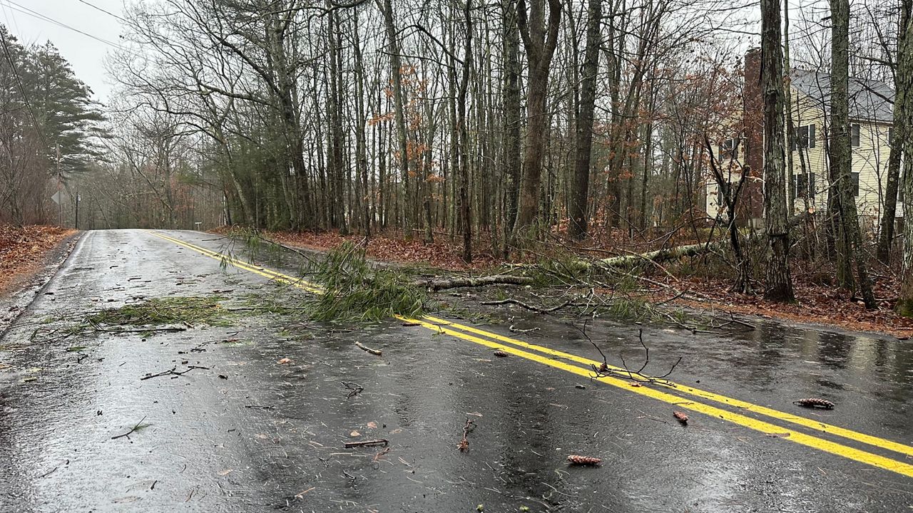 Tree over a road