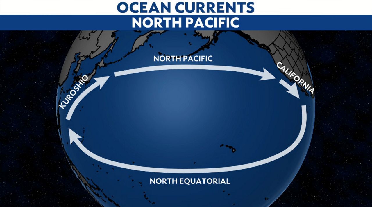 How ocean pollution affects marine wildlife and us