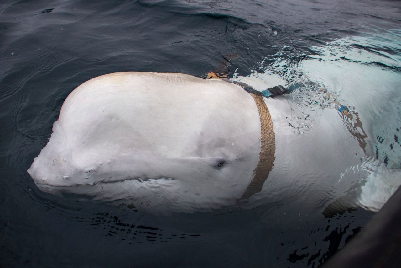 Beluga Whale With Russian Harness Raise Alarm In Norway