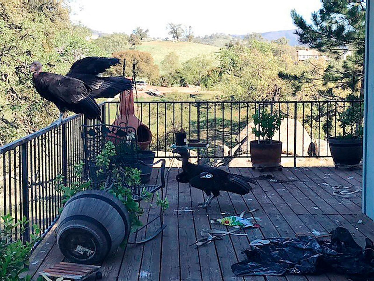 Flock of giant California condors trash woman's home
