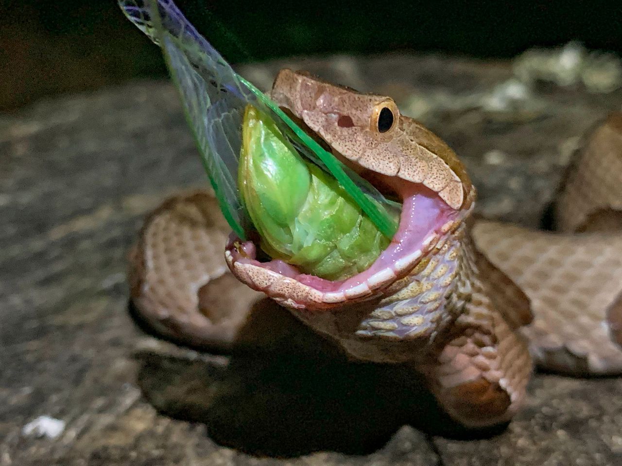 Gulp! Arkansas photographer snaps images of snake eating bug