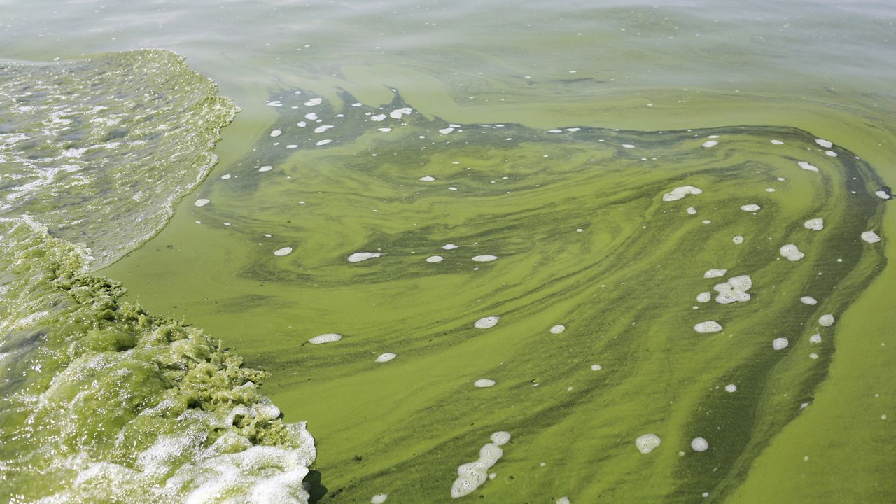 Pete Harckham will introduce bill on Harmful Algal Blooms