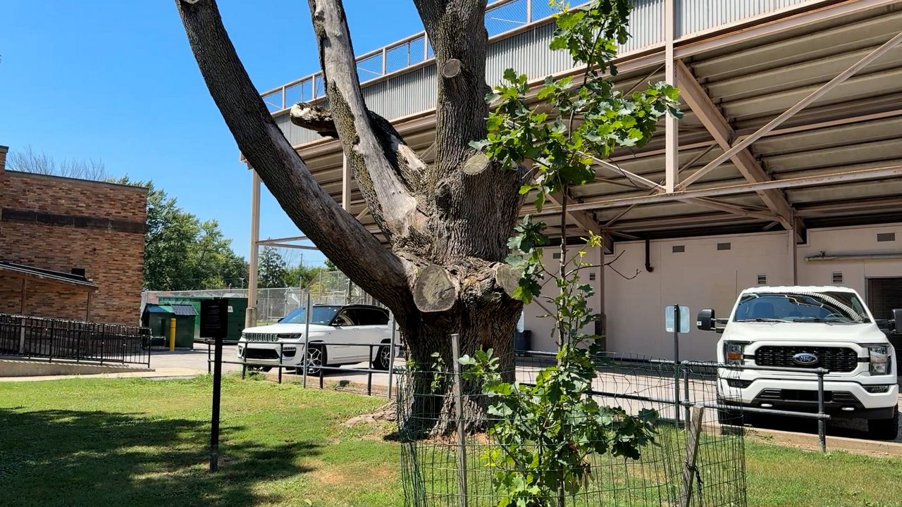 Saplings of oak tree planted by Jesse Owens up for auction