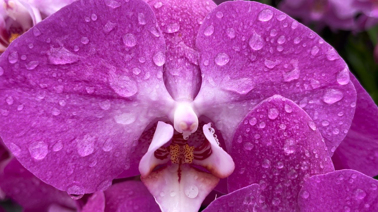 Walk through the world of orchids at the Asheville Orchid Festival this weekend