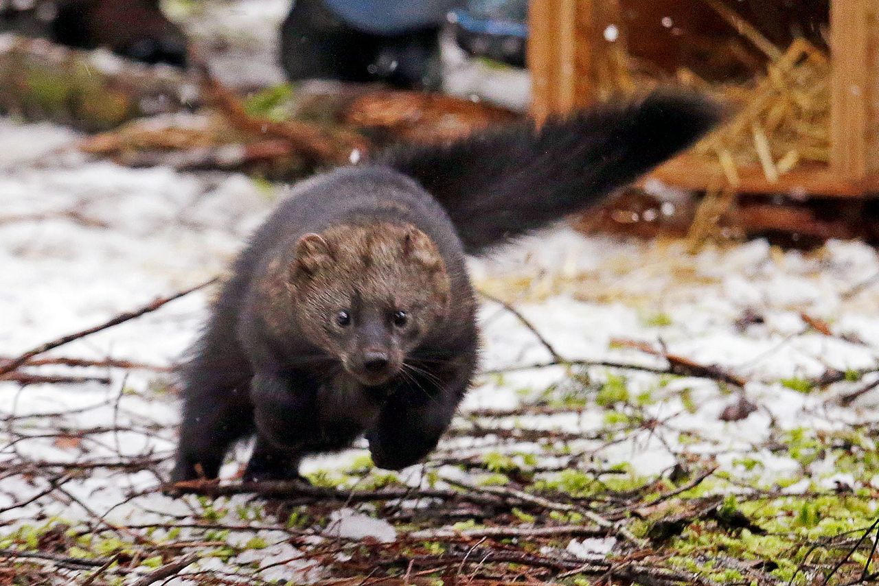 weasel family fisher