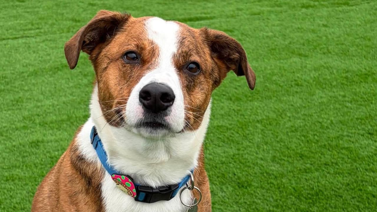 Monroe County Legislature votes to establish animal abuse registry