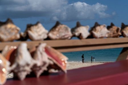 Leave seashells on the seashore or risk damaging ecosystem, says study, Marine life