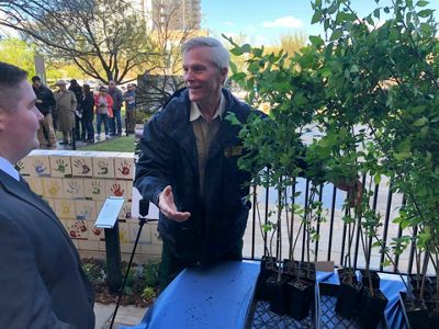 Survivor Tree (American Elm in Oklahoma City)