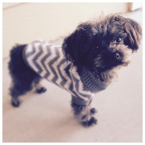 Spectrum News viewer Heather Ramsey shared this picture of Olive looking lovely in a sweater. 