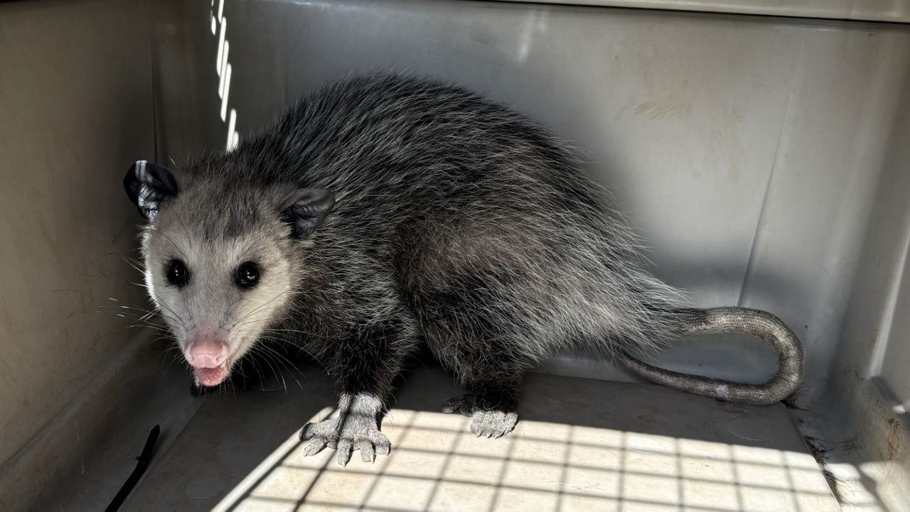 This opossum, measuring about 1.5 to 2 feet, was discovered in a shipping container on Monday. (Hawaii Department of Agriculture)