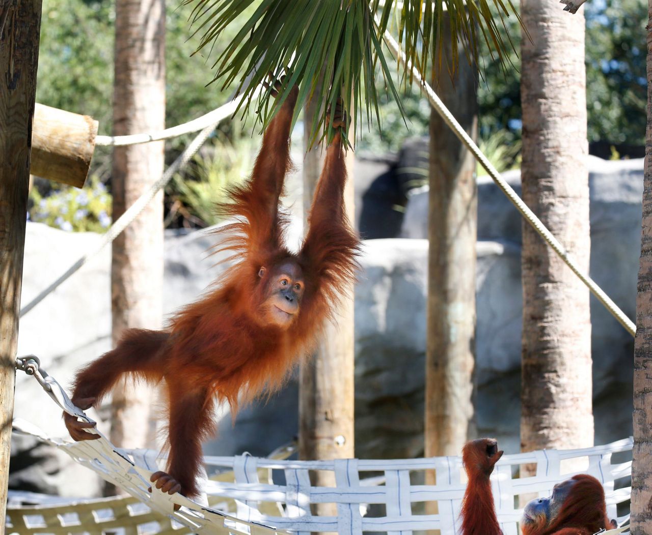 Orangutan yang terancam punah di New Orleans mengharapkan anak kembar