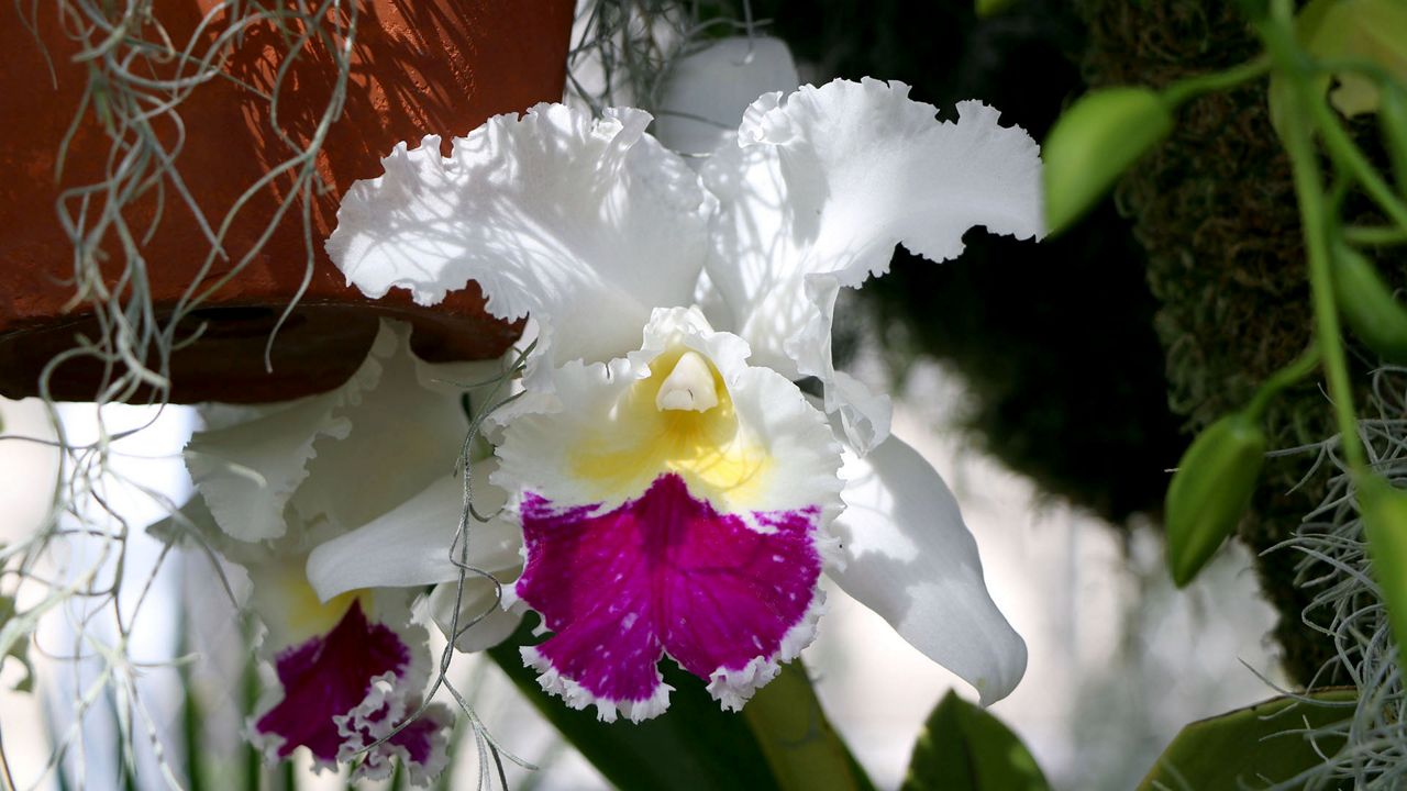 The Orchid Show returns to the Missouri Botanical Garden beginning Jan. 27. (Spectrum News/Elizabeth Barmeier)