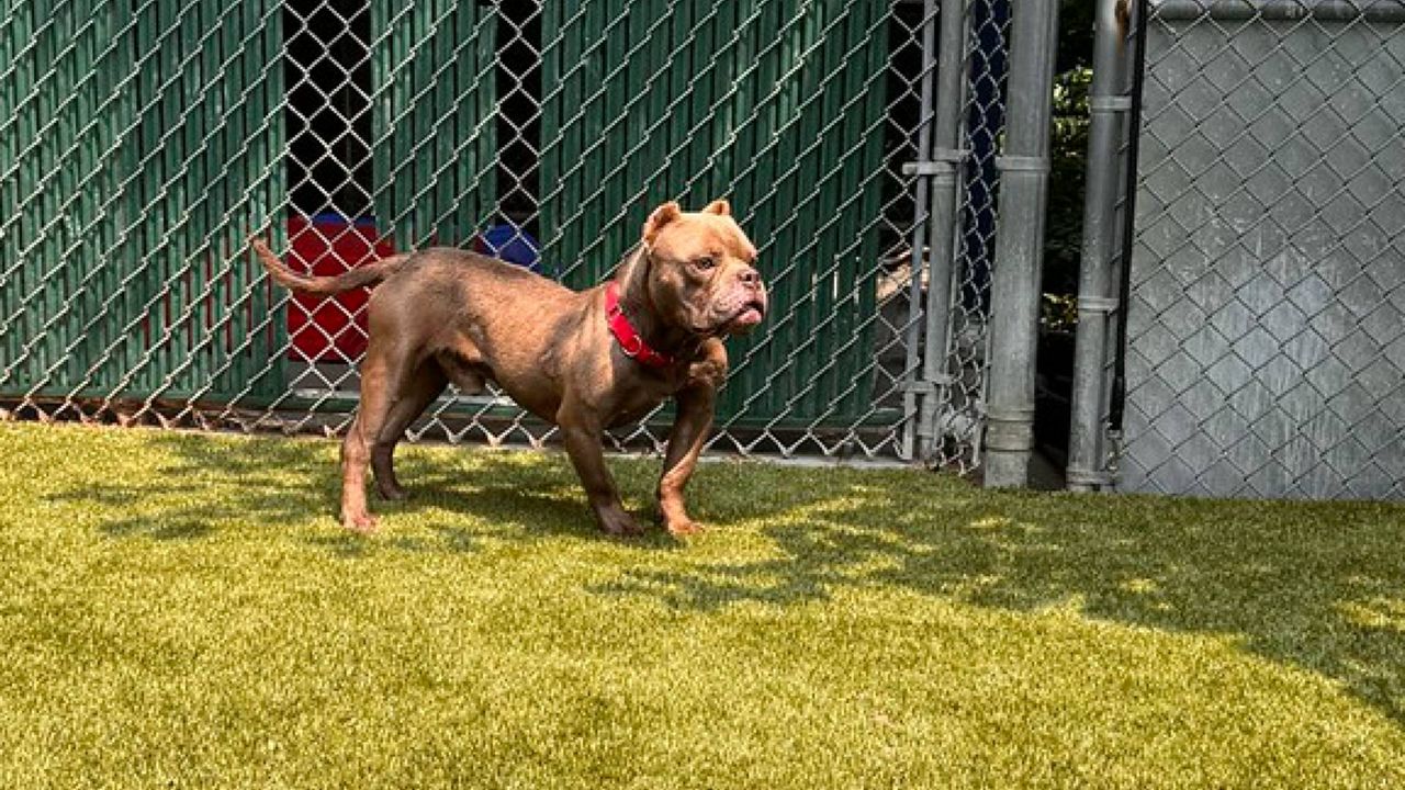 An image of the dog rescued by the Saint Louis County Animal Control. (Photo: STL Animal Control)