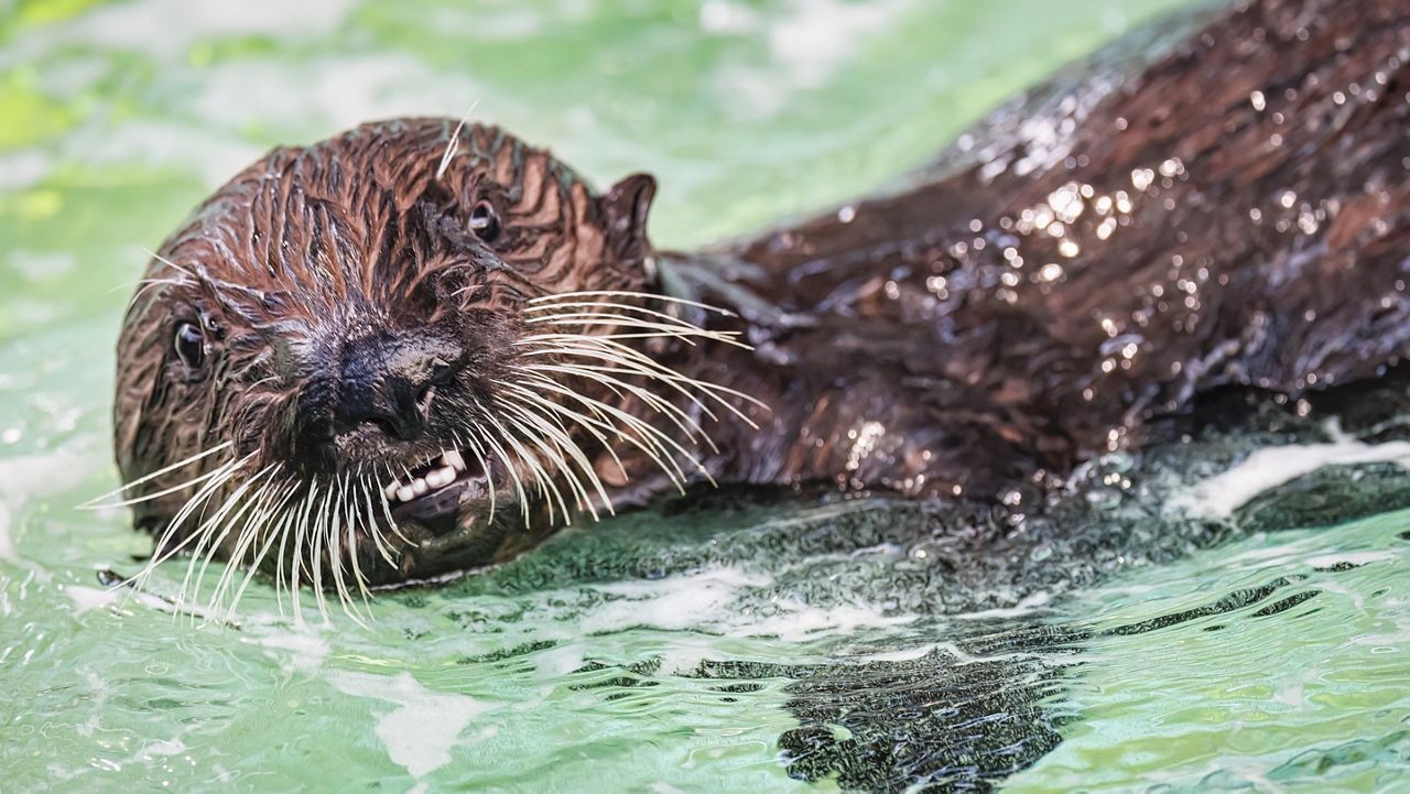Aquarium of the Pacific welcomes 2 rescued baby otters
