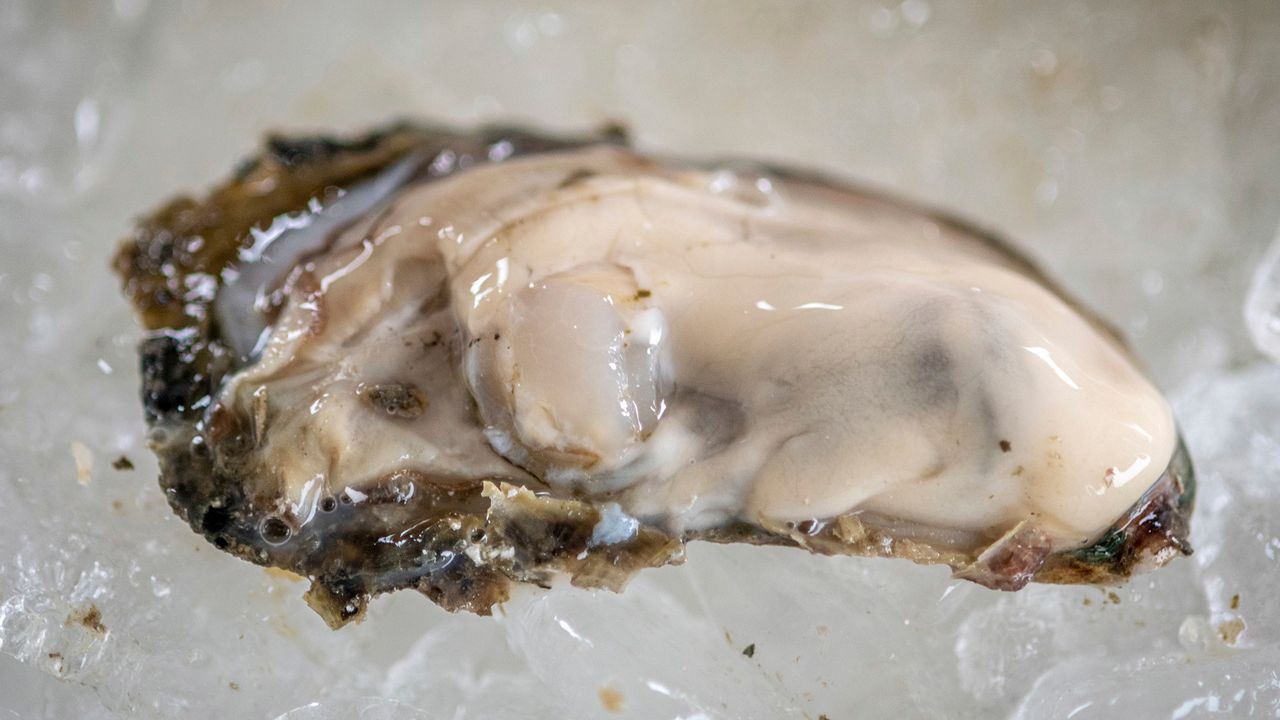 Pictured is an oyster from the US National Oyster Festival in St. Mary's County MD. A St. Louis County man died Thursday after eating raw oysters from a local business. (Edwin Remsberg / VWPics via AP Images)