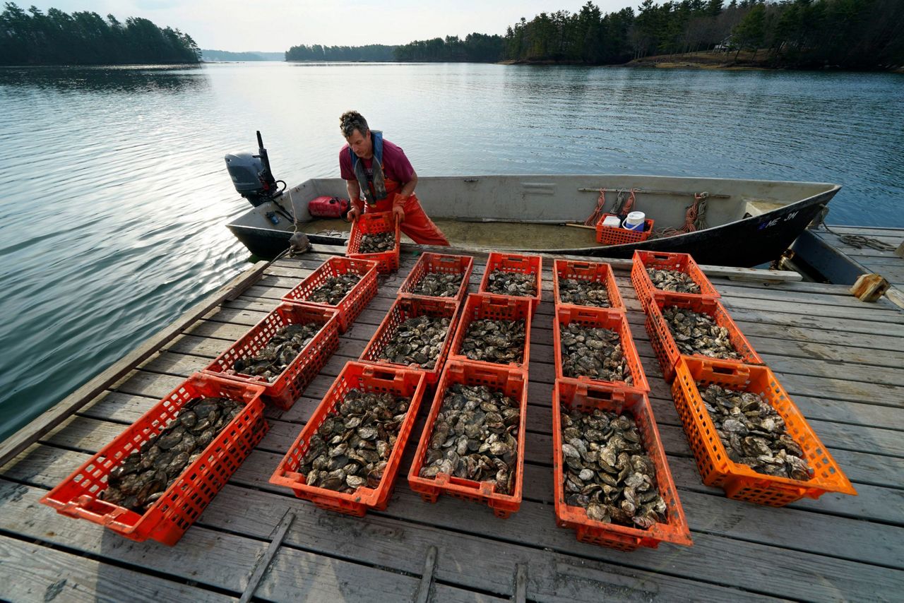 Pandemic Hit Oyster Farmers Turn To Conservation To Survive 