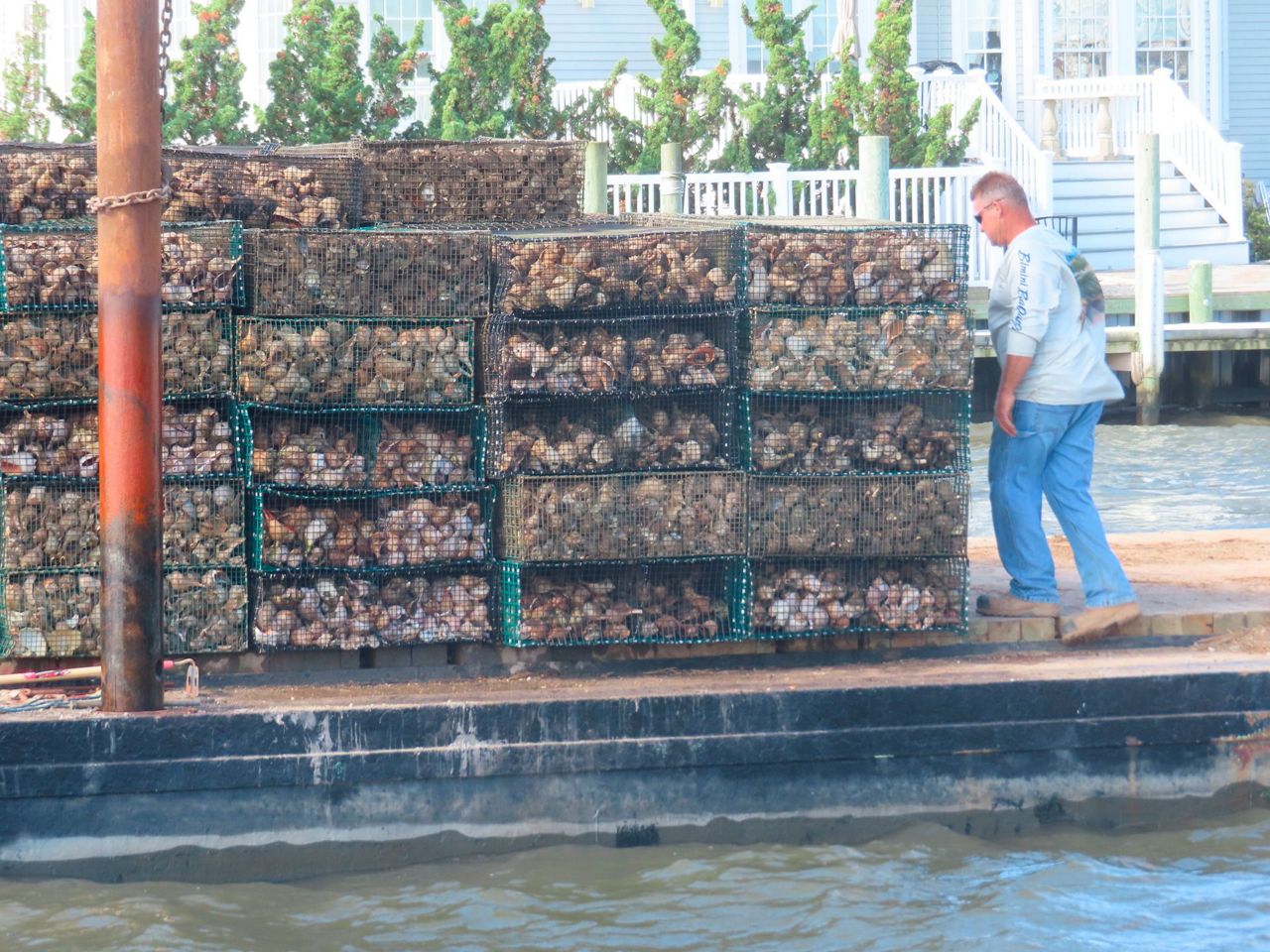Tiny oysters play big role in stabilizing eroding shorelines