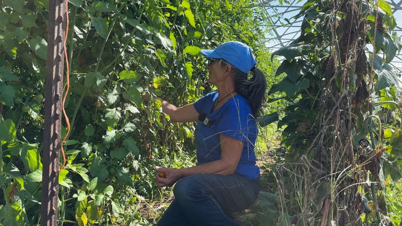 Terry Parisi picks sungold tomatoes on her farm near Stoughton. (Spectrum News 1/Natalie Sopyla)
