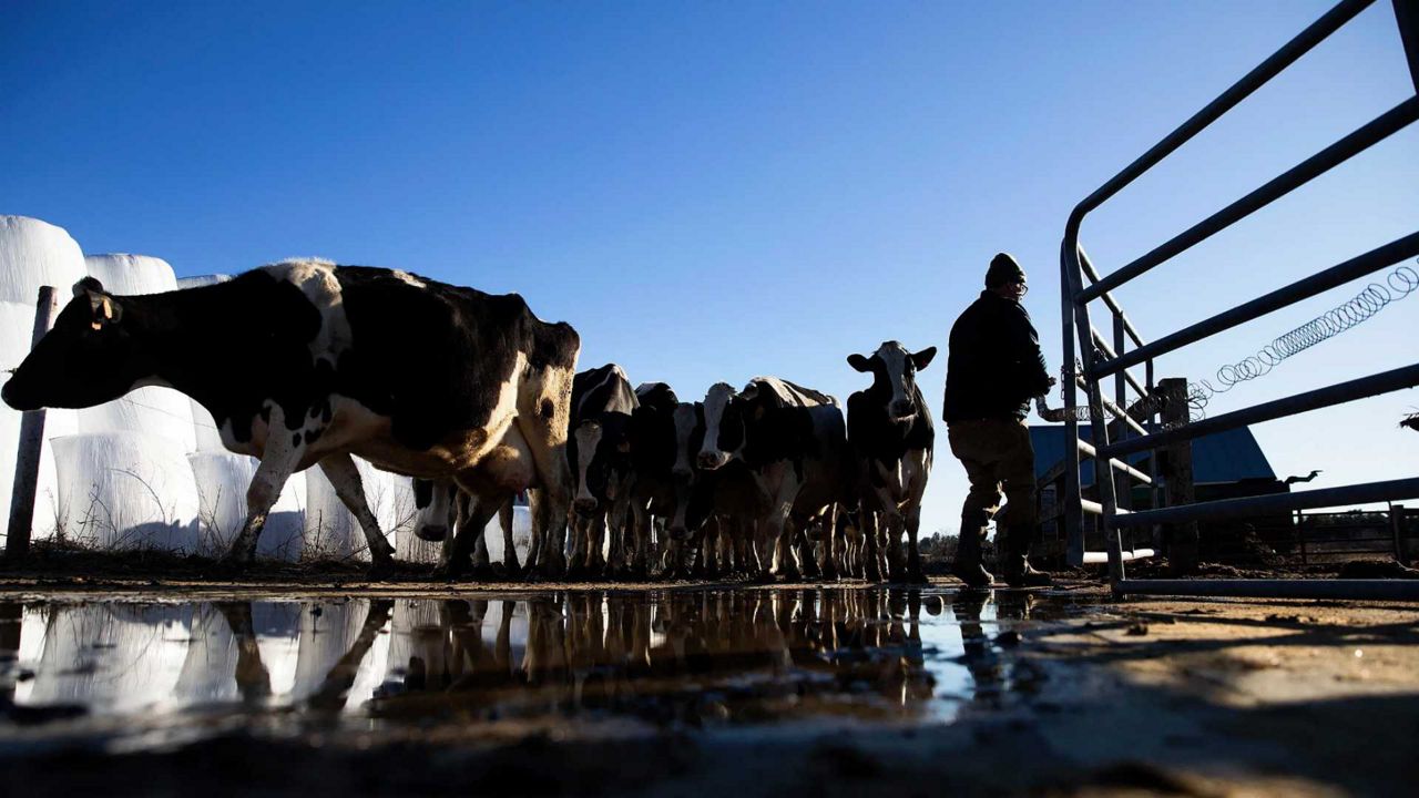 Maine dairy farms are dwindling.