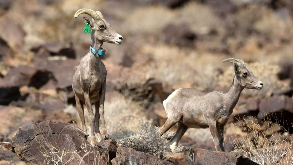 Why High-Speed Rail To Vegas Means Bighorn Sheep And Other Wildlife Will  Get New Crossings