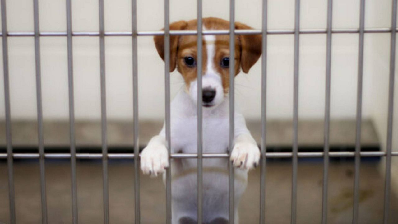 Returning legislation in Missouri hopes to crack down on the state's "puppy mill problem" (Photo by Dan Brandenburg/Getty Images via Missouri Independent)