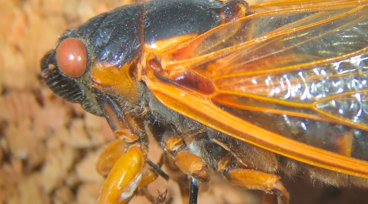UW professor prepares for periodical cicada emergence