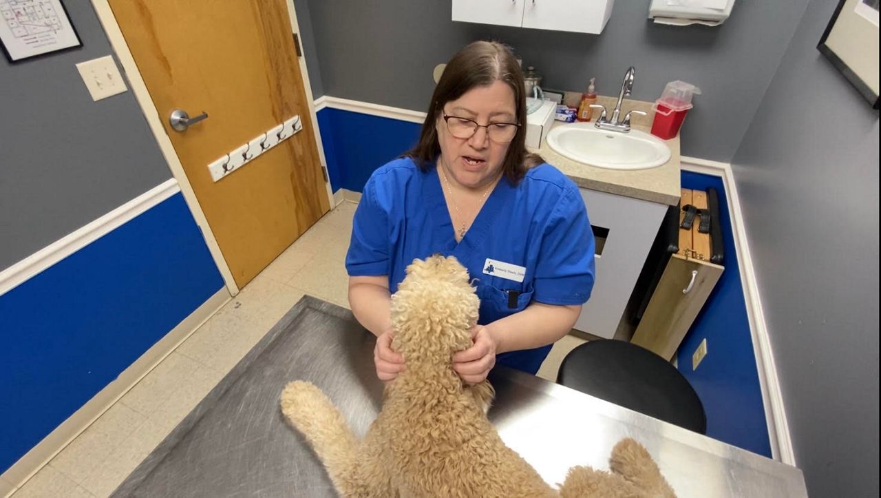 Dr. Kimberly Sheets looks over a dog at Sheets Pet Clinic in Greensboro. (Spectrum News 1/Zyneria Byrd)
